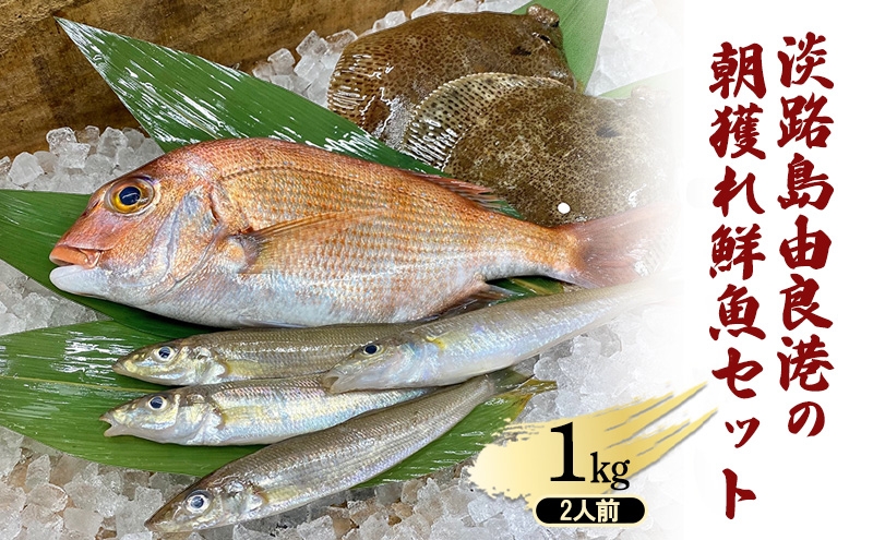 
            淡路島由良港の朝獲れ鮮魚セット2人前 兵庫県 洲本市 淡路島 [№5395-0162]
          