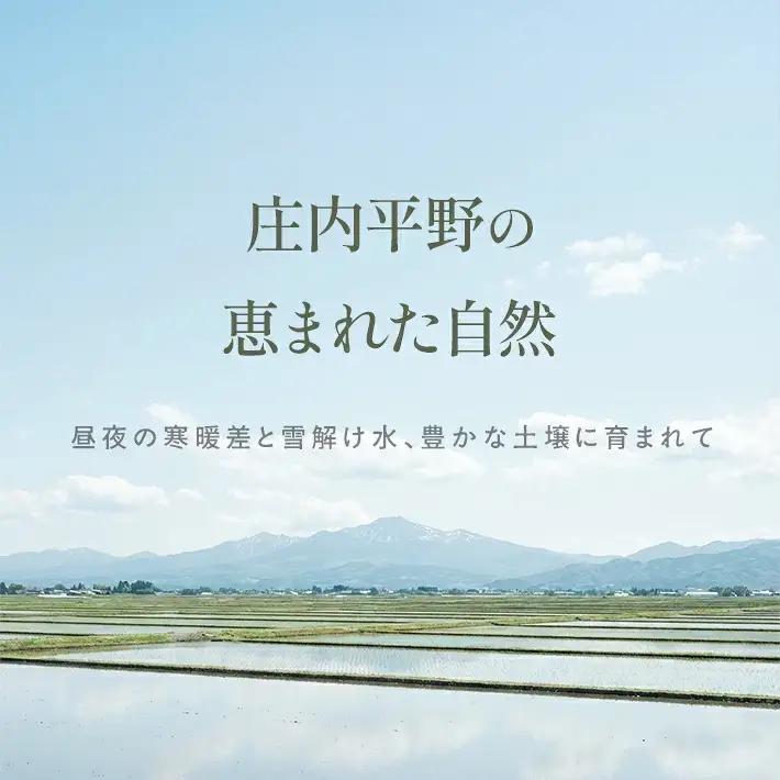 ≪新米予約≫ 雪若丸 10kg 令和8年産米 山形県庄内産 ご希望の時期頃にお届け 東北 山形県 遊佐町 庄内地方 米 お米 精米 白米 ブランド米 庄内米 ご飯 ごはん 農協 JA 12月中旬 [1