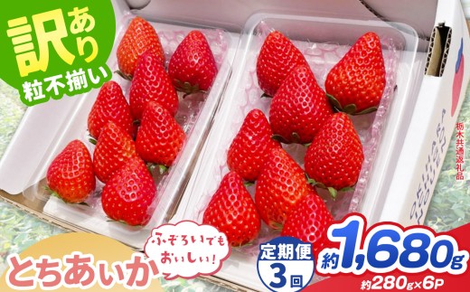 【先行予約】【定期3回】訳あり とちあいか 約 280g × 6P ｜【栃木県共通返礼品】いちご イチゴ 苺 訳あり 不揃い 粒 ハート 栃木県 那珂川町 送料無料