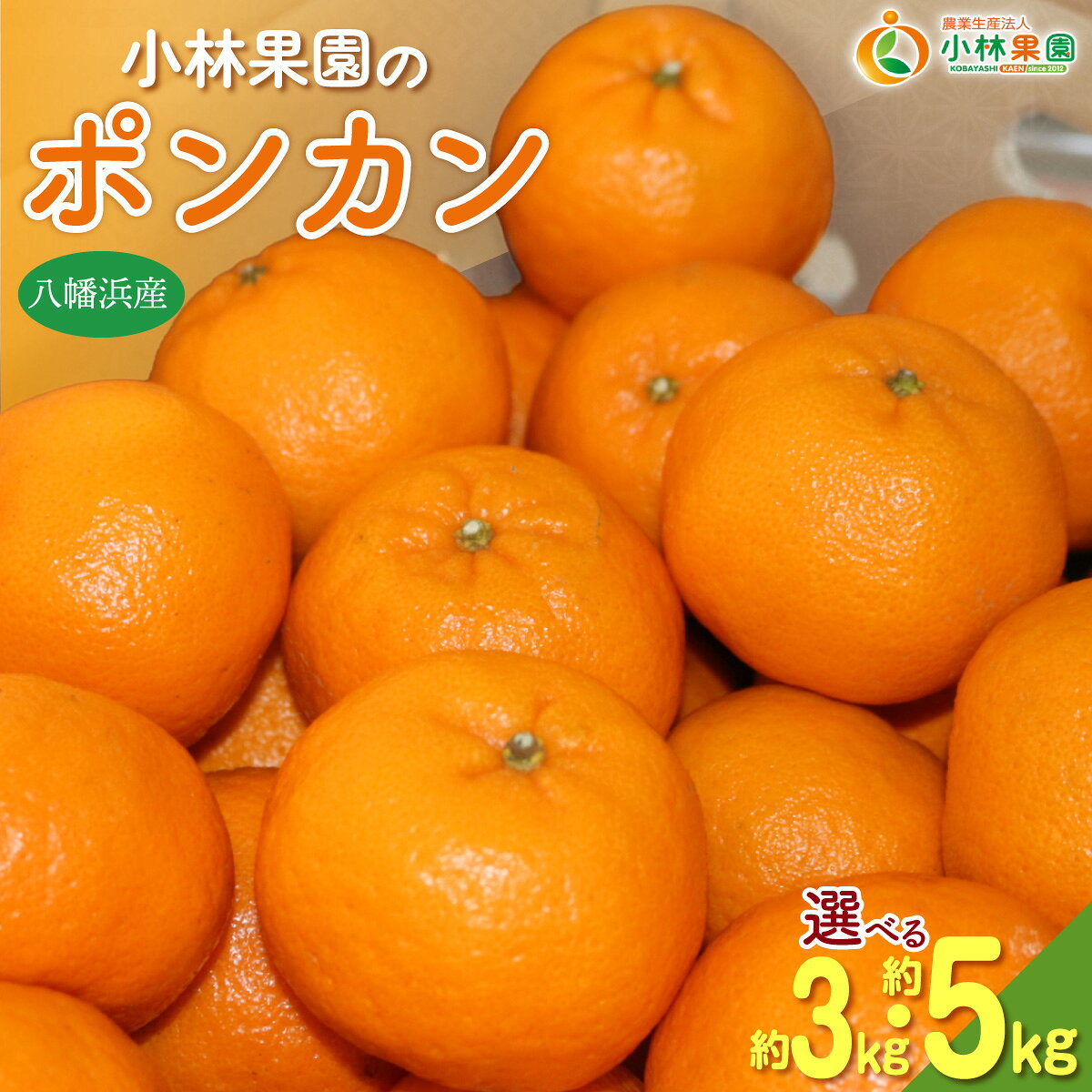 【ふるさと納税】【先行受付】小林果園のポンカン 選べる容量 (約3kg/5kg)【C24-18】ふるさと納税 みかん ミカン 柑橘 柑橘類 フルーツ 果物 くだもの 人気 美味しい 選べる 容量 3kg 5kg 愛媛県 八幡浜 YWTAD011