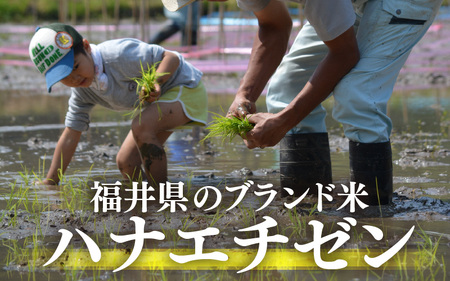 【先行予約】【令和7年産・新米】定期便 ≪3ヶ月連続お届け≫ ハナエチゼン 5kg × 3回（合計15kg）【玄米】【10月中旬前後より順次発送予定】【お米 こめ はなえちぜん 華越前 人気品種 ブラ