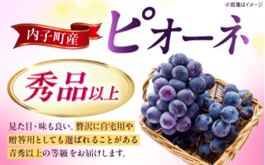 ブドウ 美味しい ぶどう ピオーネ 大人気 葡萄 愛媛県 葡萄 新鮮 旬 フルーツ 果物 食品 葡萄 新鮮ぴおーね 