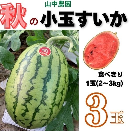 
                  103005 山中農園の小玉スイカ３玉 姫まくら【10月下旬～発送】選べる 1玉 2玉 3玉 フルーツ 季節限定 秋 産地直送 完熟 甘い こだま 西瓜 すいか 山中農園/高知県 奈半利町 
                