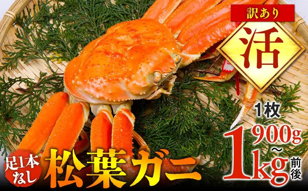 【活】足1本なし　訳あり　松葉ガニ　特大1枚（900g～1kg前後）| カニ 松葉ガニ タグ付き【着日指定不可】※2026年11月上旬～2027年3月下旬に順次発送予定