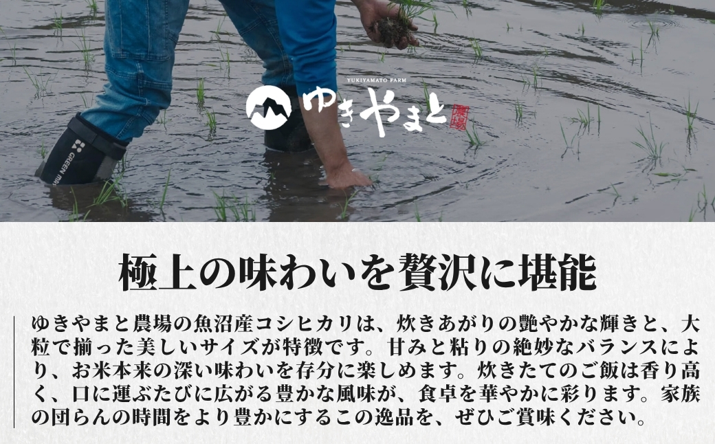 【令和8年産先行予約】【12ヶ月定期便】魚沼産  特別栽培米 コシヒカリ「ゆきやまと」20kg (5kg×4袋) ※節減対象農薬当地比5割減 ※東京米スターセレクション金賞受賞 127537-012