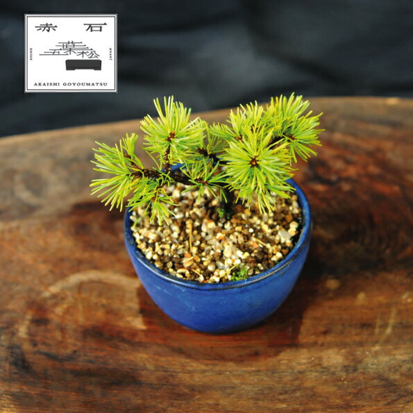 【ふるさと納税】 赤石の泉 赤石五葉松（鉢植え） F-146【現品限り】【配送地限定】
