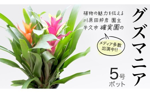
            グズマニア 5号ポット 1点 家庭 で 園芸 鉢植え 苗 庭木 果樹 ガーデニング 植物 確実園
          