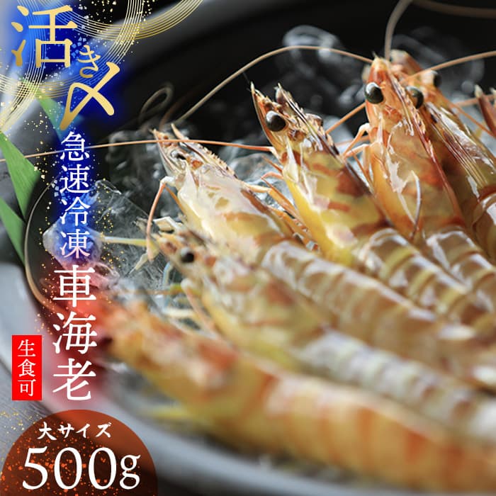 【ふるさと納税】【久米総合開発】活き〆急速冷凍 久米島ブランド車海老 大サイズ 500g 海の幸 海鮮 車えび クルマエビ くるまえび 高級 食材 生食 刺身 鮮度抜群 プリプリ 甘み 旨味 ギフト グルメ お祝い 贈答品 贈り物 お歳暮 お中元