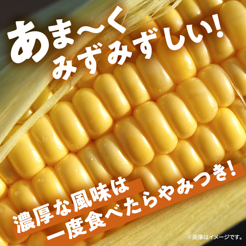 【8月より発送】朝採り 嶽きみ（だけきみ） 10本 フルーツのようなとうもろこし【青森県弘前市・岩木山麓嶽高原産・とうもろこし】※オンライン決済のみ