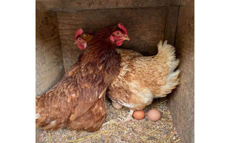 No.446 彩美卵　寿　ご贈答用　6個