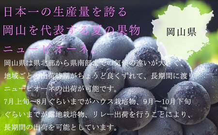 ぶどう 2026年 先行予約 ニュー ピオーネ 約500g×2房 8月下旬～10月上旬発送 ブドウ 葡萄  岡山県産 国産 フルーツ 果物 ギフト 岡山の葡萄 デザート 食後 