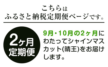 【2026年先行予約】ぶどう プレミアム シャインマスカット定期便 9月 10月発送 船穂 赤秀品 晴王 計2.4kg(約1.2kg×2回お届け) 《2026年9月中旬-10月中旬頃出荷》晴レ乃青果　