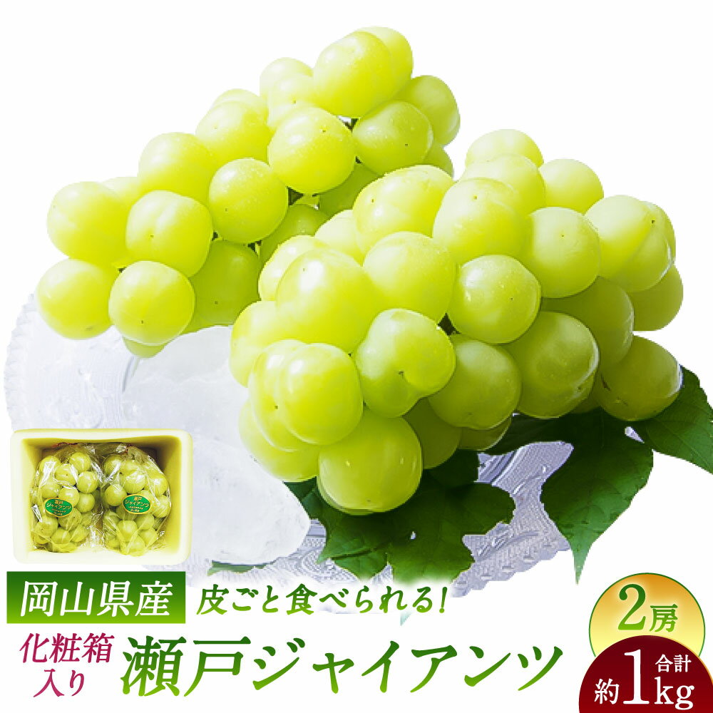 【ふるさと納税】瀬戸ジャイアンツ 2房 1房480g以上 合計約1kg 化粧箱入り ぶどう ブドウ 葡萄 くだもの 果物 果実 フルーツ ギフト 贈答 冷蔵 国産 岡山県 美咲町 送料無料【2025年9月上旬～10月上旬まで発送予定】