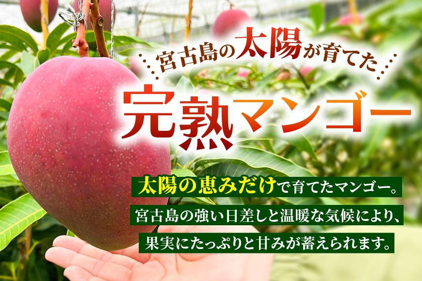 【家庭用】宮古島産マンゴー1kg ＜リトルグローブ＞（LT003）