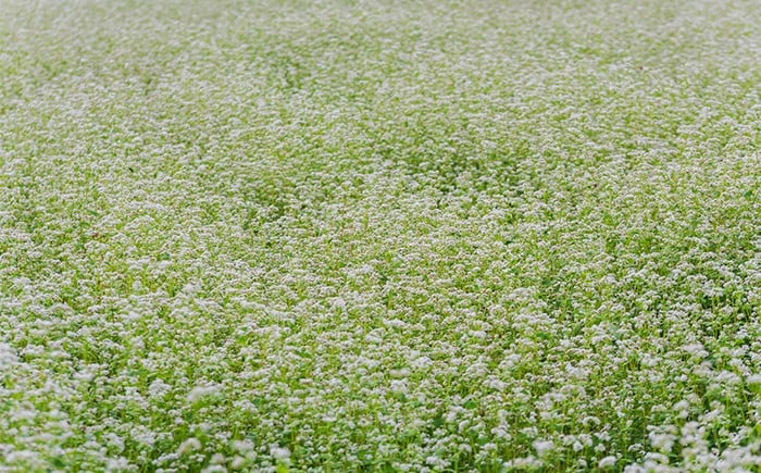 時期になると、広大なそば畑一面に白い花が咲きます