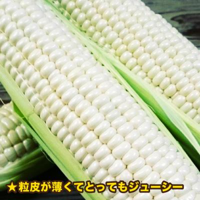 ふるさと納税 糸島市 糸島産 トウモロコシ「もきっこ」白(10本前後)糸島市/内田農業[AZH002] |  | 02