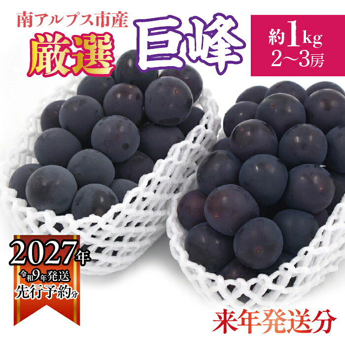 【ふるさと納税】 ＜2027年発送先行予約＞ 厳選！南アルプス市産　巨峰　約1.0kg（2～3房） ふるさと納税 巨峰 葡萄 ぶどう 果物 フルーツ おすすめ 山梨県 南アルプス市 送料無料 ALPDD016