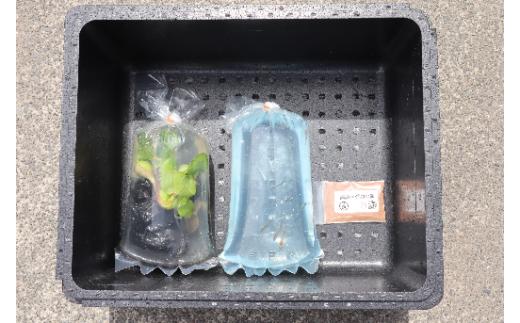 129-1 魚介 魚類 魚 めだか 飼育 スターター セット 初心者 おすすめ 水槽 インテリア 生物 鑑賞 美 静岡県 牧之原市 丸長