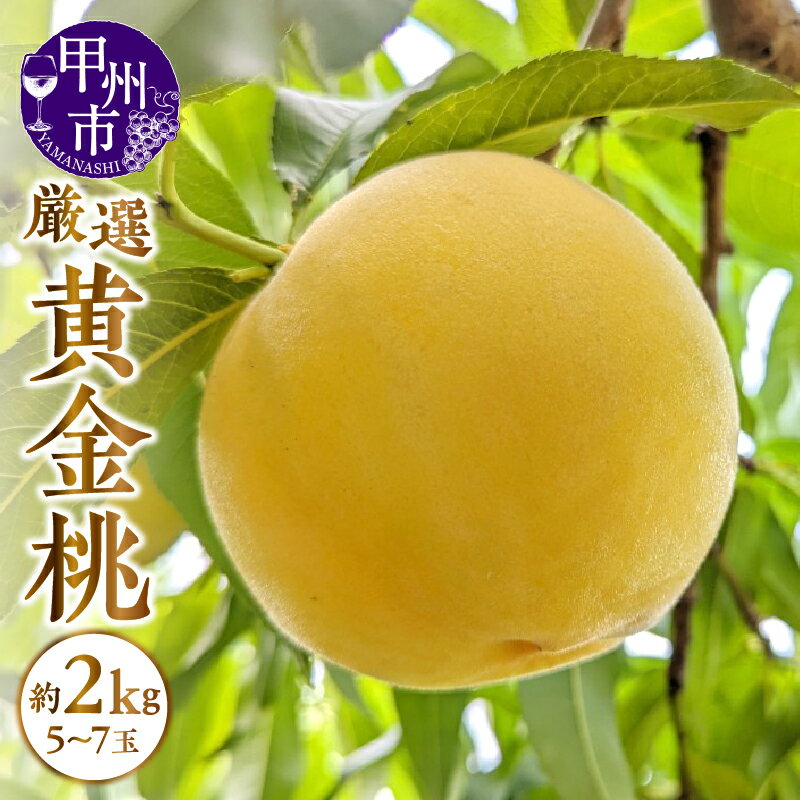 【ふるさと納税】 黄金桃 桃 約2kg 5～7玉 果物 もも ゴールデンピーチ 山梨県産 人気 新鮮 数量限定 2025年発送 甲州市産 山梨 厳選 果実 フルーツ 期間限定 盛り合わせ 贈答 ギフト 家庭用 7月中旬より発送 （APX） 【B-870】