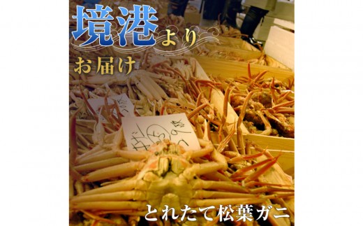 タグ付き 蒸し松葉蟹×1枚（350g前後）【鳥取県 境港市】