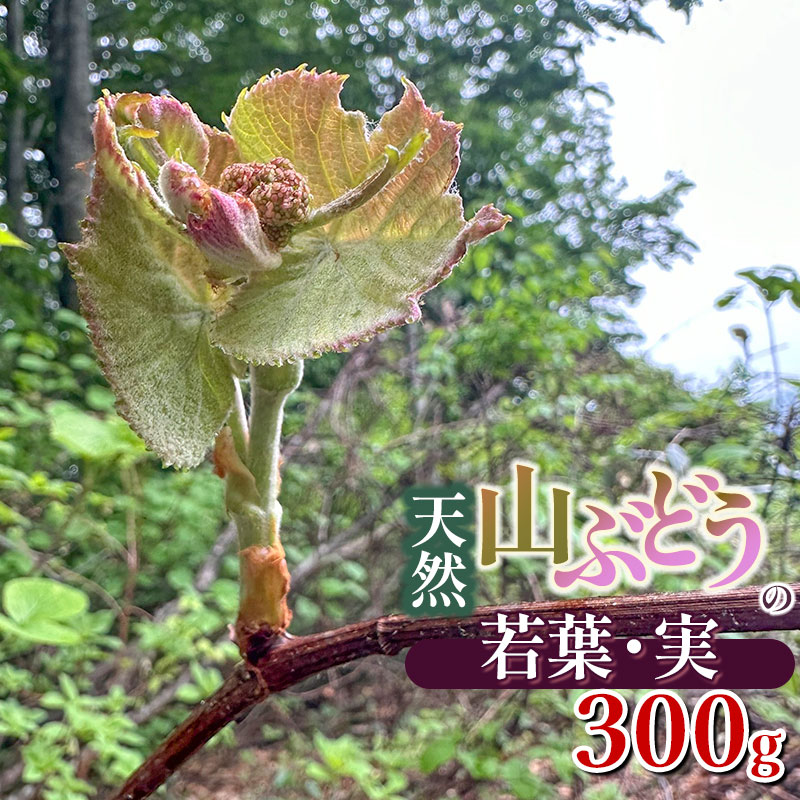 【ふるさと納税】【令和8年産先行予約】天然 山ぶどうの若葉・実 300g　山菜 わかば屋