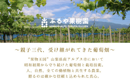 6-98 【数量限定】真心で育てる大地の宝石！南アルプス市産シャインマスカット(2房・約1.2㎏)