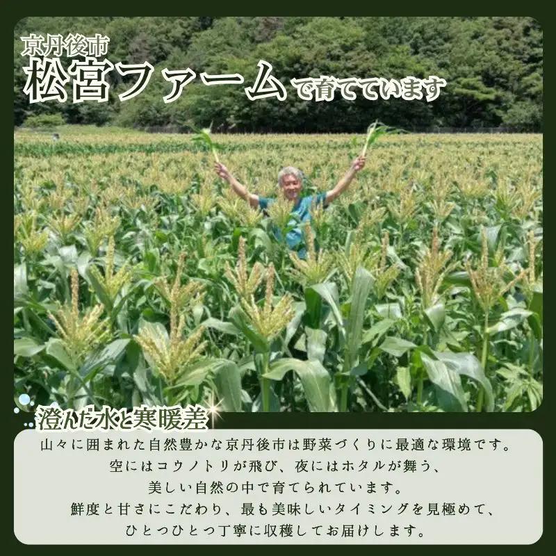 とうもろこし ホワイトコーン 10本 京丹後産 京都