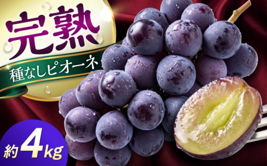 【先行予約】【2026年8月下旬発送開始】熊本県産 種なしピオーネ 約4kg / ぶどう ブドウ フルーツ 果物 くだもの 青果【有限会社 高司農園】 [AYDP003]