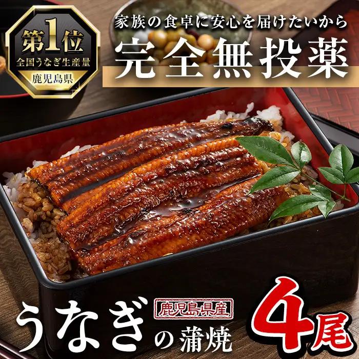 うなぎ 無投薬 鹿児島県産 (1尾あたり136g～155g×4尾) うなぎ 【西日本養鰻】A584