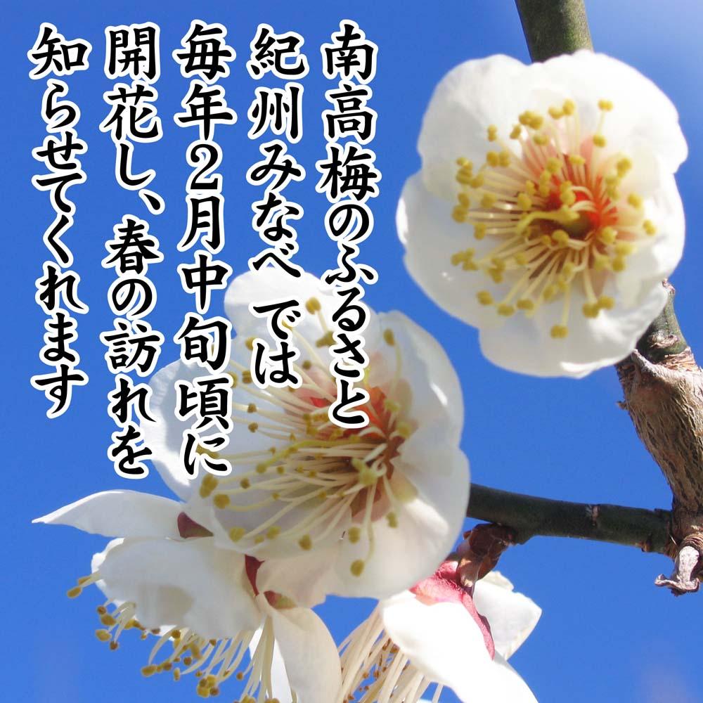 紀州産南高梅紀州アイス梅 9粒入り A-075a