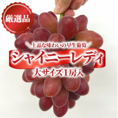 【ふるさと納税】【2026年先行予約】厳選品 赤色が美しい早生の葡萄シャイニーレディ1房/700g～(岡山県産)_ ぶどう ふるさと納税 葡萄 ブドウ シャイニーレディ 果物 くだもの フルーツ デザート 岡山県 【配送不可地域：離島】【1602099】