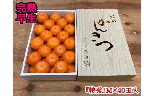
                  年内発送 完熟早生 有田みかん 化粧箱 特秀 M サイズ 40玉入 和歌山 南泰園 みかん
                