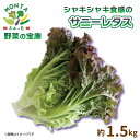 【ふるさと納税】 野菜 サニーレタス 約 1.5kg 朝どれ 産地直送 サラダ サンドイッチ 徳島県 阿波市