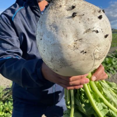 ふるさと納税 藍住町 【3袋セット】阿波の千枚漬 計300g　ほどよい甘酸っぱさと昆布の旨味　パリッ!シャキッ!食感 |  | 02