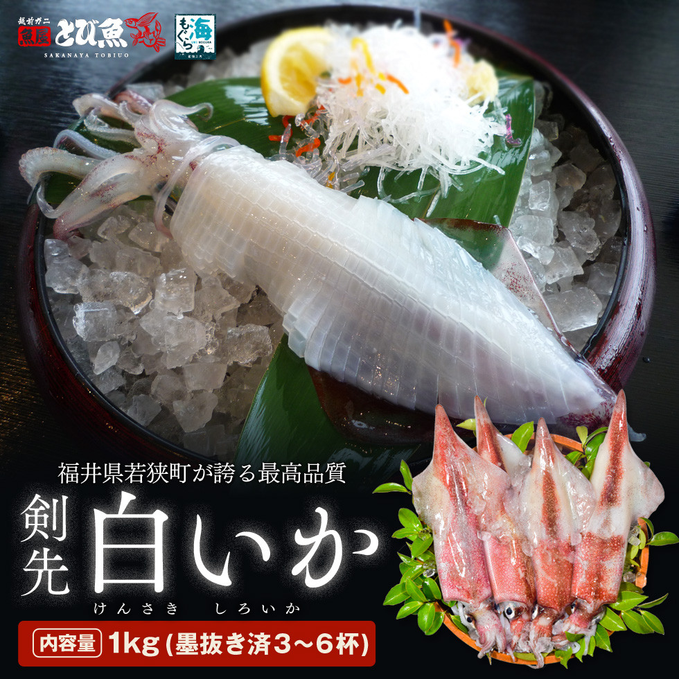 
【期間限定】若狭湾産　白イカ（剣先イカ）3～6杯（スミ抜き、冷凍） [№5580-0546]
