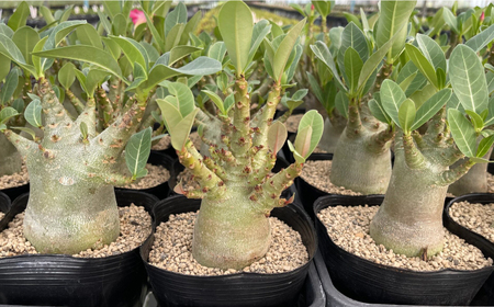 Adenium arabicum アデニウム アラビカム 3株 長与町/アグリューム[EAI158] 