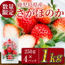 【ふるさと納税】数量限定！鹿児島県産いちご！愛情たっぷりさがほのか 計1kg(250g×4パック)果汁が多いジューシーイチゴ♪酸味少なめ 甘さすっきり！香りの強い苺です【JAあおぞら】a5-067