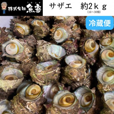 サザエ 約2kg(16個～30個)【配送不可地域：離島・北海道・沖縄県・東北】
