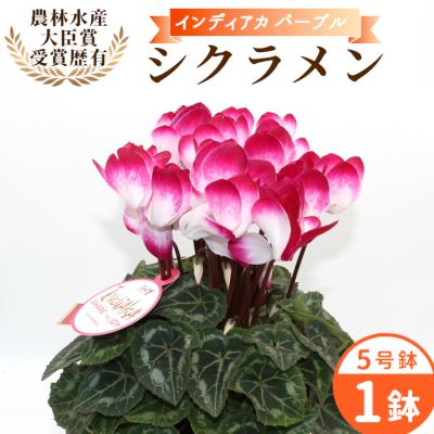 ふるさと納税 設楽町 愛知県産 シクラメン インディアカ 5号鉢×1鉢 パープル 花 生花 ガーデニング