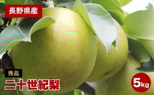 滴る程にジューシー 長野県産　なし(二十世紀) 約5キロ 秀品〈2025年9月上旬～9月末発送〉 | 果物 くだもの フルーツ 梨 なし 二十世紀梨 長野県 信州 南信州 飯田市