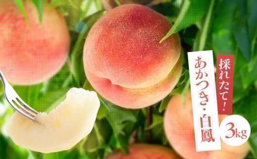 南信州産「桃」約3kg〈あかつき・白鳳〉【2026年7月より順次発送】 | 果物 くだもの フルーツ 柿 桃 もも あかつき 白鳳 長野県 信州 南信州 飯田市