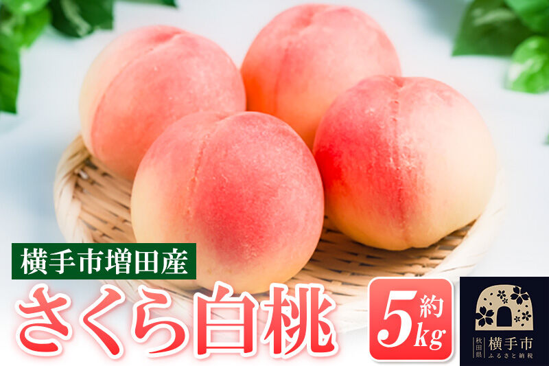 【先行受付】9月中旬より発送 横手市増田産の桃（さくら白桃）約5kg [先行予約 もも モモ 白桃 はくとう 果物 フルーツ 横手産 秋田産 秋田県産 大玉]