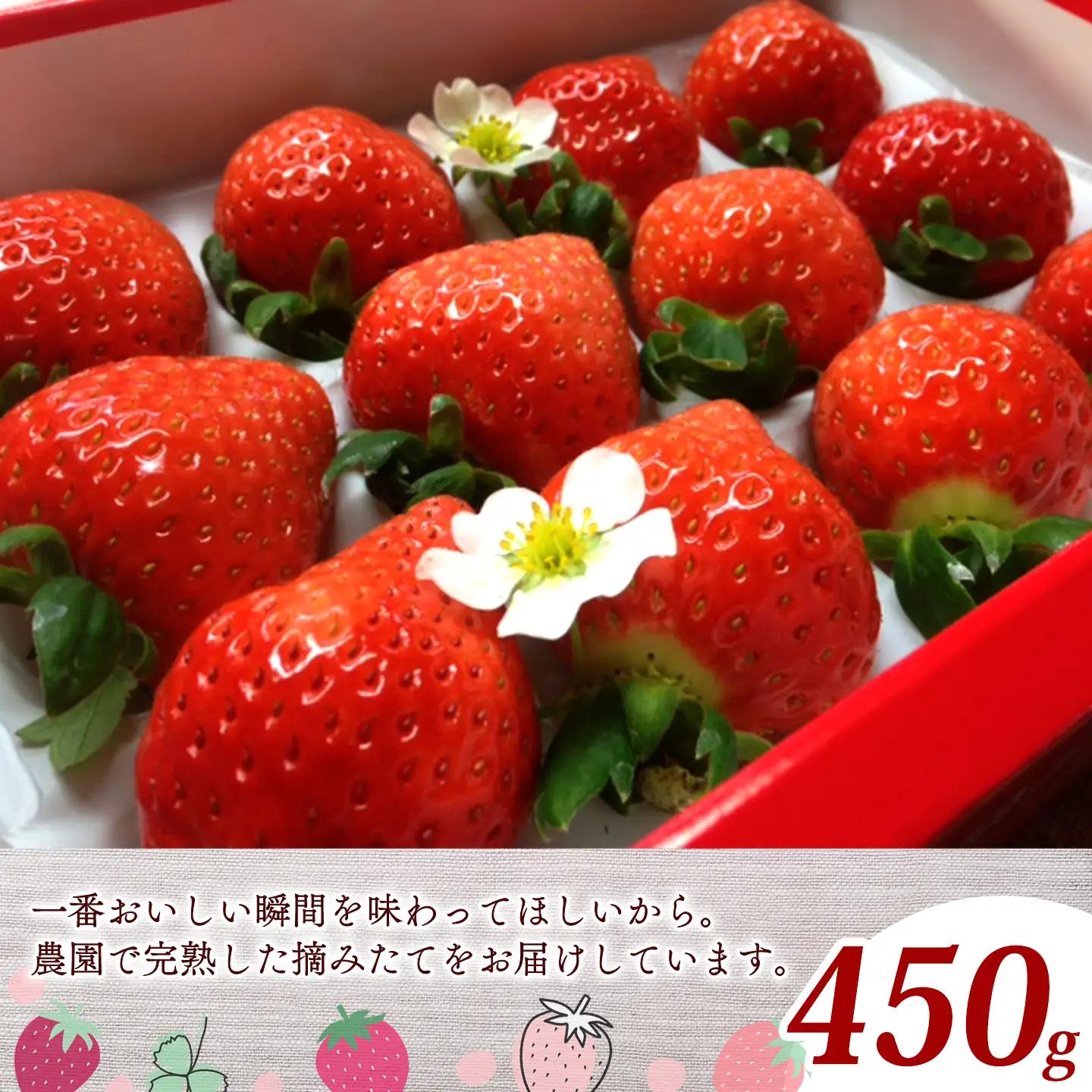 いちご 特選日野苺「雅（みやび）」（約450g）化粧箱　11月下旬~2月発送