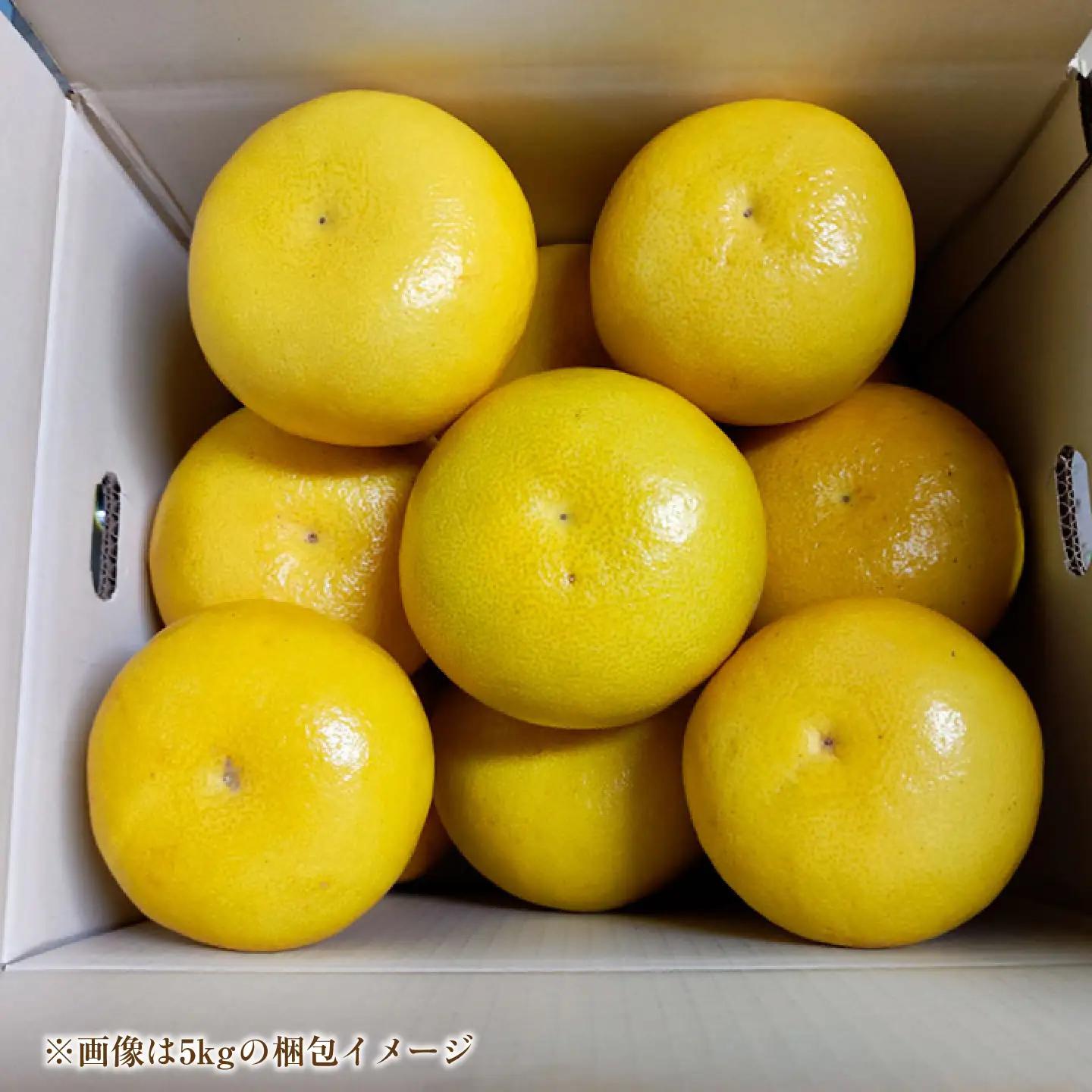 【先行予約】土佐文旦 家庭用 約3kg（L-3Lサイズ混合：5-8玉入り） 文旦 ぶんたん ブンタン 柑橘 フルーツ デザート 果物 ご当地 人気 名産＜2027年1月下旬から順次発送＞【玉木農園】 