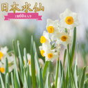 【ふるさと納税】日本水仙（生花）1箱60本入り 花束 ギフト 植物 花 産地直送 千葉県 鋸南町 F22X-145