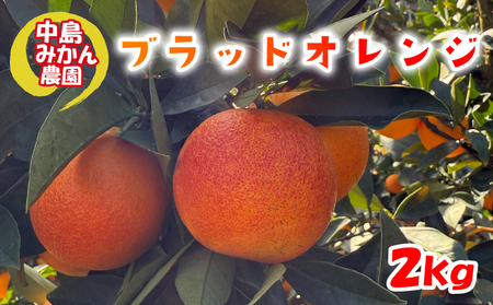 【2027年2月中旬頃から発送】 ブラッドオレンジ 2kg 家庭用 | ブラッドオレンジ 国産 柑橘 愛媛 訳あり 家庭用 フルーツ 甘酸っぱい 赤い果肉 タロッコ モロ ジュース 愛媛 松山 中島みかん農園【NM033】