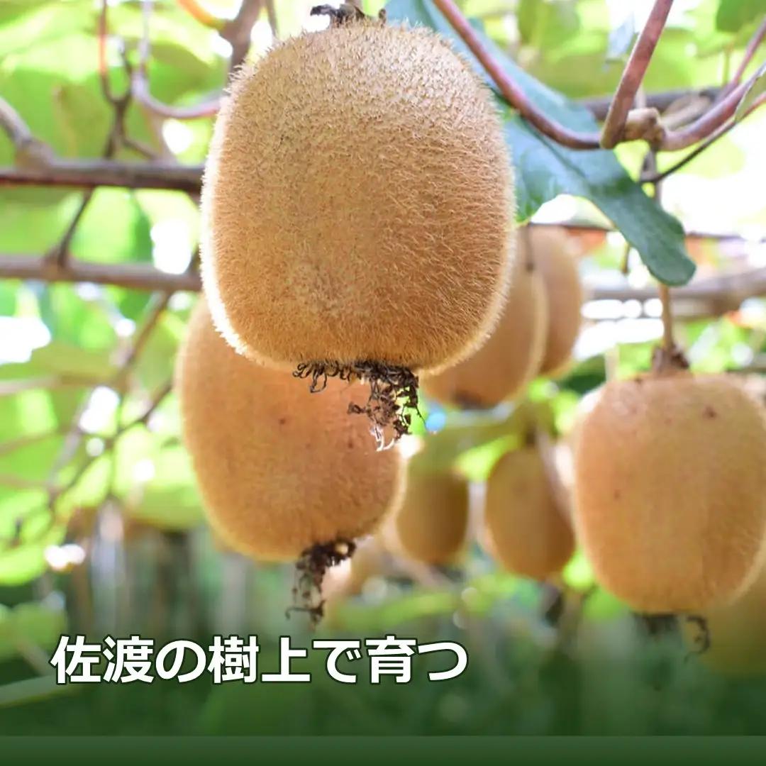 キウイフルーツ L 30玉 | 新潟県 佐渡市 キウイ