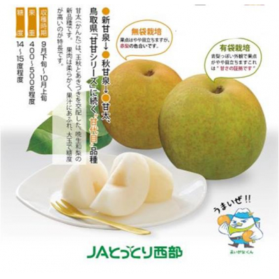 鳥取県産梨「甘太（かんた）」5kg