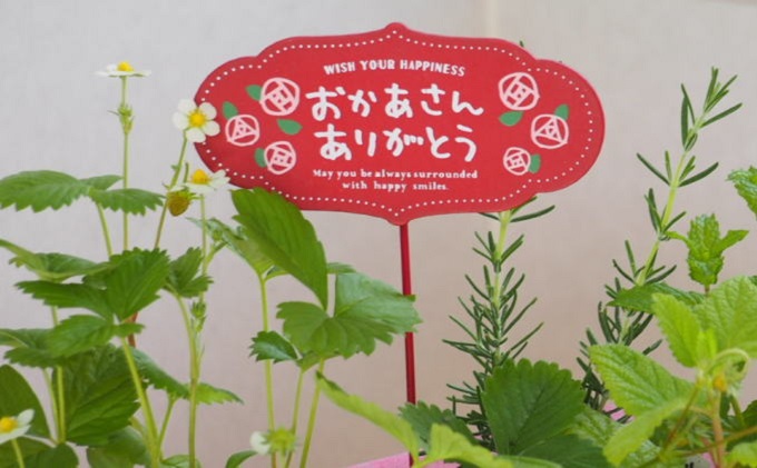 【母の日 ギフト】ハーブ 5種 寄せ植え(オンライン決済限定) 植物