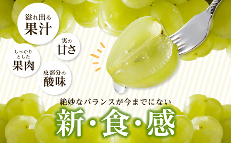 【2026年発送分　先行受付開始！】びぜん葡萄「桃太郎ぶどう」（ハウス栽培）約2㎏入（令和8年8月中旬～9月中旬頃発送）【 岡山県備前市産 桃太郎ぶどう 果物 フルーツ ハウス栽培 約2kg （3～5